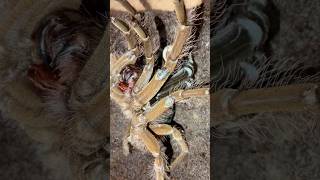 Goliath birdeater tarantula Theraphosa blondi molting [upl. by Murat]