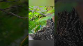 Blue Throated Barbet bird nature naturephotography naturephotographer naturelovers birds [upl. by Tezile]