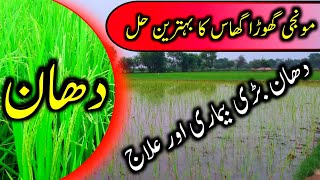 How to get rid of Leptochloa chinensis weed in paddy field  get rid of horse grass in paddy [upl. by Aymik]