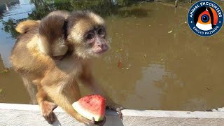 Capuchin monkeys love watermelon [upl. by Teeter256]