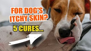 5 Inexpensive REMEDIES 🐶🩹 for Your Dogs ITCHY Skin [upl. by Asehr]