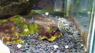 Figure 8 Puffer Tetraodon biocellatus in My Brackish Aquarium [upl. by Yvi]