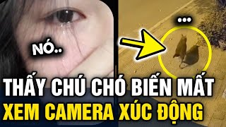 Sáng dậy phát hiện CHÚ CHÓ MẤT TÍCH chủ xem camera thấy CẢNH TƯỢNG ĐAU LÒNG  Tin 3 Phút [upl. by Seligmann]