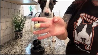 How To Apply Styptic Powder To A Dogs Nail  Dog Training Nation [upl. by Rafi]