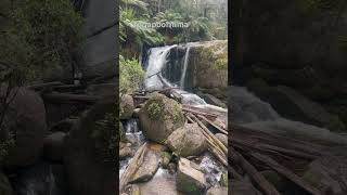 Toorongo falls  Noojee travel shortvideo nature australia yogapoornima [upl. by Fesuy]