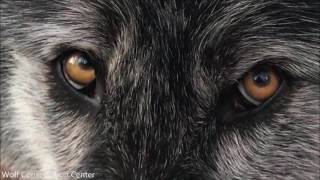 Black Wolf Listen to His Eyes [upl. by Sima]