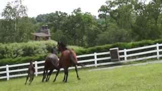 Mare steals Foal [upl. by Darsey]