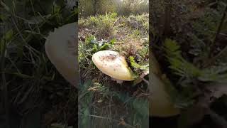 Urban area mushroom hunts American yellow fly agaric [upl. by Durham687]