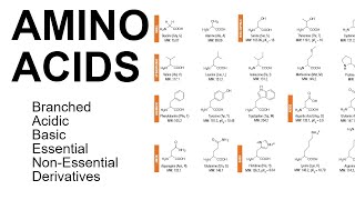 Amino Acids [upl. by Rehpoitsirhc]