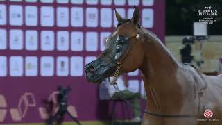 N 217 SHADIA AL NASSER Al Shaqab International Arabian Horse Show 2024 Mares 4 6 Years Old Class [upl. by Annaek218]