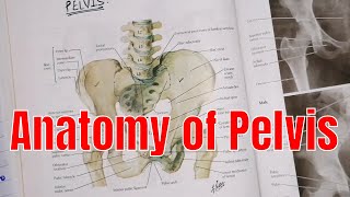 Anatomy of Pelvis  pelvis region  anatomy of pelvis in UrduHindi  2020 [upl. by Boyden]