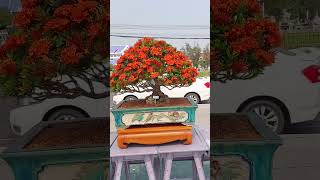 บอนไซเข็ม โคตรสวย Ixora Bonsai [upl. by Etat]