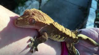 Crested gecko sings to and bites human arm [upl. by Ramunni]