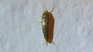 Rybenka domácí  Silverfish Lepisma saccharina [upl. by Padgett552]