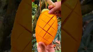 Enjoy beautiful dried persimmon fruits 🥝🥭🍓🍇🍎🍉🍊🥰shorts nature fruit garden foryou viralvideos [upl. by Zeret]