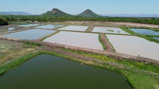 Luangwa Bream  31 ponds  December 2023 [upl. by Kiele]