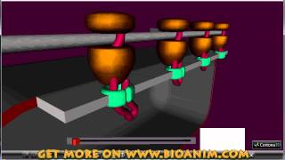 Protein synthesis  polysomes [upl. by Gordon]