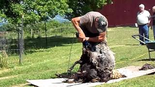 Lockwood FarmSheep Shearing [upl. by Hermosa285]