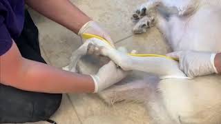 Equine Intramuscular Injections [upl. by Tamiko]