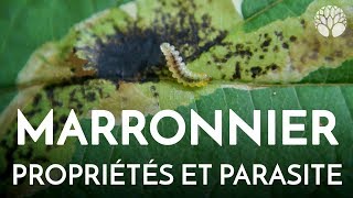 Marronnier propriétés et parasites [upl. by Ecnarretal]