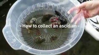 How to collect an ascidian [upl. by Conti]