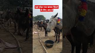 बिहार के चौसा मंडी में घोड़ा खच्चर गधा बिकने के लिए आए हैं  Chausa Mandi 2024 [upl. by Kaete]