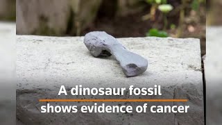 Cancer discovered in dinosaur fossil [upl. by Nelehyram]