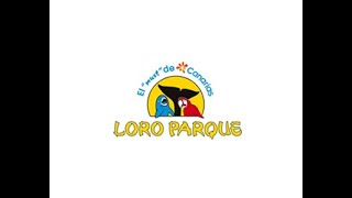 Loro Parque  Dolphin Show [upl. by Markowitz]