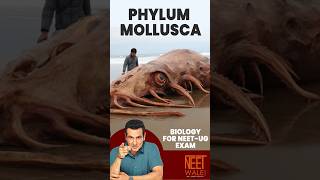 Phylum Mollusca  class 11th  Animal kingdom  neet ncert biology viral science shorts [upl. by Nhguaved]