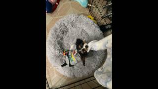 Play Cavalier King Charles Puppy cutedog dogday puppyplay puppydaily cutepuppy funnydog puppy [upl. by Hanima]