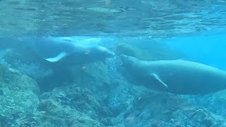 12162023 Hawaiian Monk Seals [upl. by Soloma]