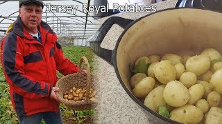 How to Grow and Cook Potatoes  Jersey Royals [upl. by Ysiad]