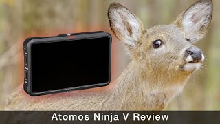 Atomos Ninja V Review for Wildlife Video w Sony a7S III [upl. by Dominy]