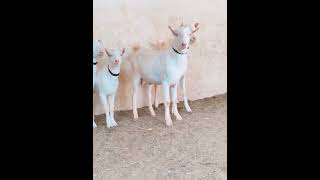 Bakriyan for sale  white 🤍 bakriyan for sale please subscribe video [upl. by Taam]