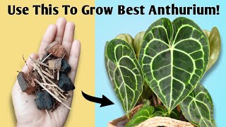 The BEST Potting Mix for Anthurium  Anthurium Plant Care Tips [upl. by Assyli]