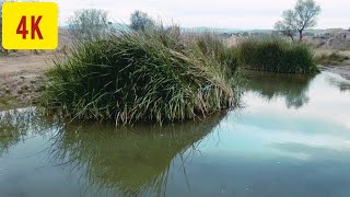 The beautiful nature of marshes and reedsnature [upl. by Araminta]