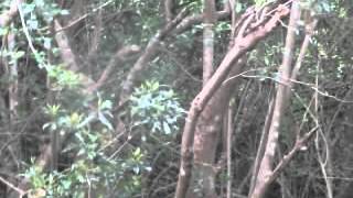 beagles hunting swamp rabbit cane cutter bluetail [upl. by Gnoh106]