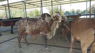 Indias best Gir cow bull TOKHAR Best gir bull in India Gir cow [upl. by Froh]