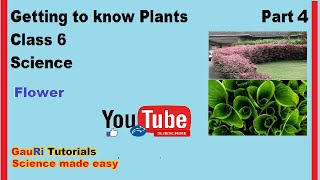 Getting to know Plants Part 4 Class 6 Science [upl. by Kay]