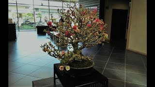 BONSAI GARDEN at Omiya Bonsai Art Museum March 2019 [upl. by Herrah]