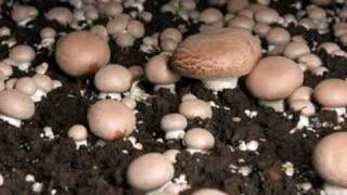 Time lapse video of mushrooms fruiting [upl. by Bolten]