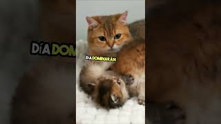 ✅Gato Reina Familiar 🐱 ¡conoce A Los Monarcas Felinos Del Mañana  Videos gatitos [upl. by Eatnuahc708]