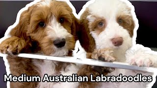 Last 2 Medium Australian Labradoodle Puppies Are 11 Weeks Old  EmmaXMitchell [upl. by Onailime]