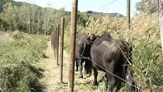 Banyoles ampliarà la prova pilot amb búfales de l’Estany a les llacunes de Can Morgat [upl. by Zerep28]