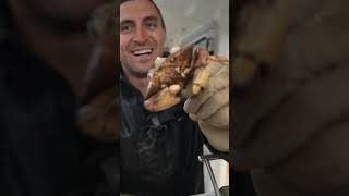 Removing barnacles from a crab lobster sustainable commercialfishing education learn [upl. by Eelrihs]