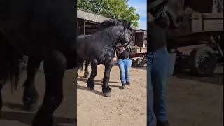 Ever felt the thunderous power of folklore in your veins horse romania [upl. by Sutphin]