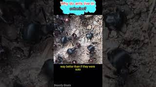 The SHOCKING Reason Ants Thrive in Colony Life facts animals animal [upl. by Cordie]