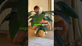 🤍 ¡Hablemos del Spathiphyllum Sensation 🤍 planttips spathiphyllum plantasdecasa plantslovers [upl. by Enos]