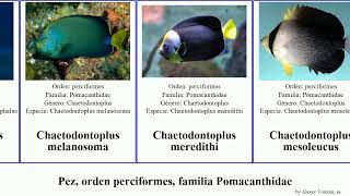 Pez orden perciformes familia Pomacanthidae centropyge chaetodontoplus pomacanthus fish dos Rum [upl. by Enotna]