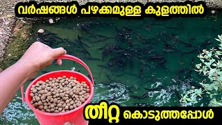 പാമ്പിൻ തലയുള്ള മീനുകൾ  Snakehead fish farming [upl. by Odnamra956]